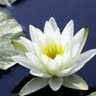 Sudha S.